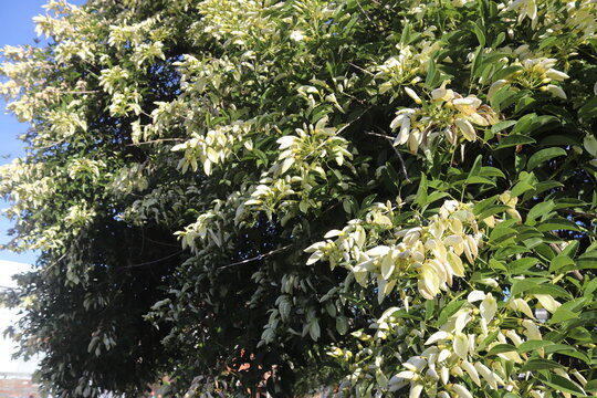 seibo blanco