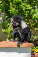 Wildlife Kenia Ukunda Diani monkey bird