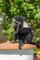 Wildlife Kenia Ukunda Diani monkey bird
