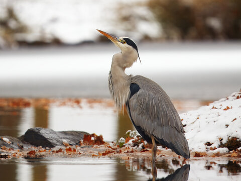 A silent Grey Heron, Ardea cinerea stands frozen in the winter hush, surrounded by snow, still water, and fading daylight in Stromovka - Royal Game Reserve, Prague.