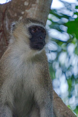 Wildlife Kenia Ukunda Diani monkey bird