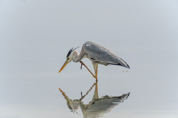 Wildlife Kenia Ukunda Diani monkey bird