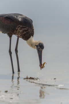 Wildlife Kenia Ukunda Diani monkey bird