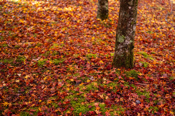 Autumn Carpet of Maple Leaves in Sumatakyo