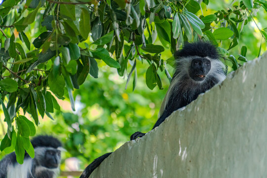 Wildlife Kenia Ukunda Diani