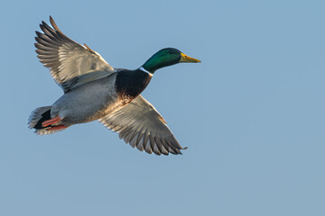 Male mallard duck, mallard drake, in flight.