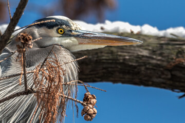 Portrait of a great blue heron perched in a cypress tree, snow on the branch in the background.