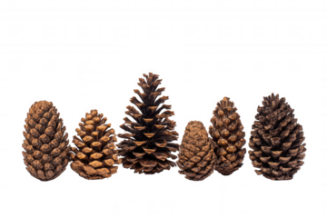 christmas pine cones collection set