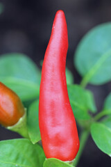 Red chilli pepper fruit in close up