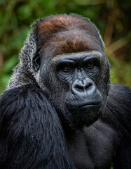 Portrait of a Majestic Silverback Gorilla in Natural Habitat.