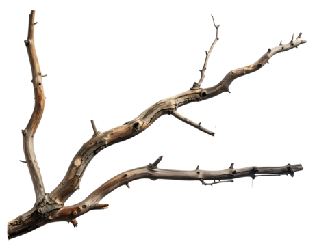 Two gnarled, weathered, dry wooden branches on a black background
