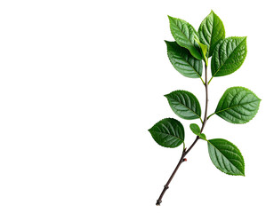 Fototapeta premium Vibrant green leaves on a dark branch against a pure black background