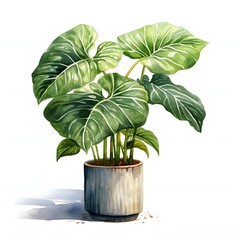 Fototapeta premium Majestic philodendron gloriosum flourishes in a modern pot