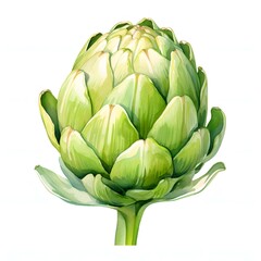 Obraz premium Watercolor illustration of a fresh artichoke on a white background