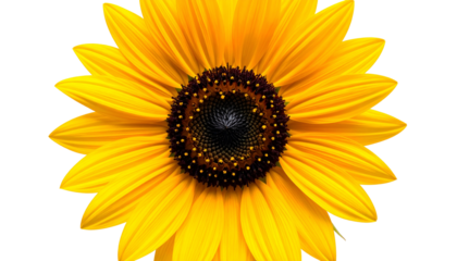 Vibrant Yellow Sunflower on White Background