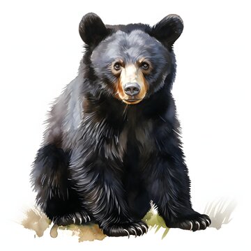 Detailed watercolor illustration of a majestic black bear sitting upright