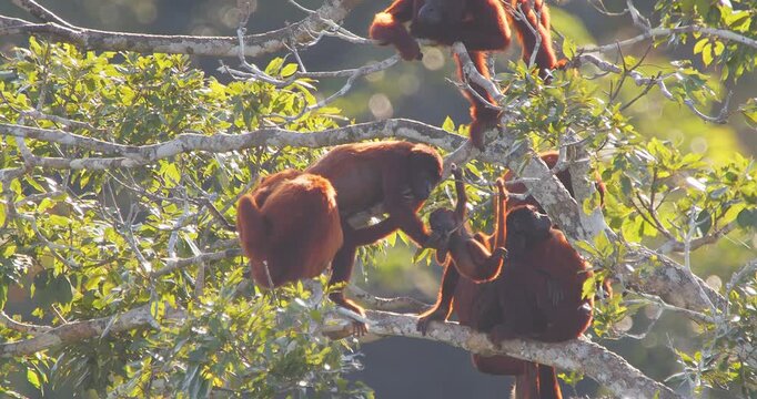Four Red Howler Monkeys on Tree Branch in Lush Forest with Adults Grooming and Young Nearby Lit by Golden Hour Sunlight