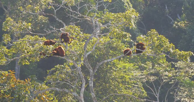 Red howler monkeys resting in a tree canopy wide shot, golden hour