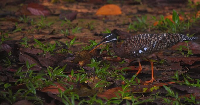 Sunbittern forages among leaves and grass