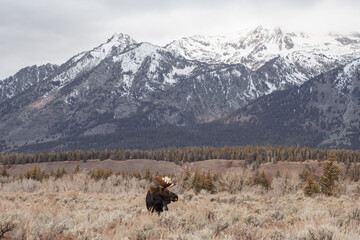 Moose in autumn landscaping with snowy mountain range