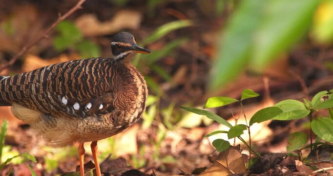 Sunbittern standing still in a forest with golden light