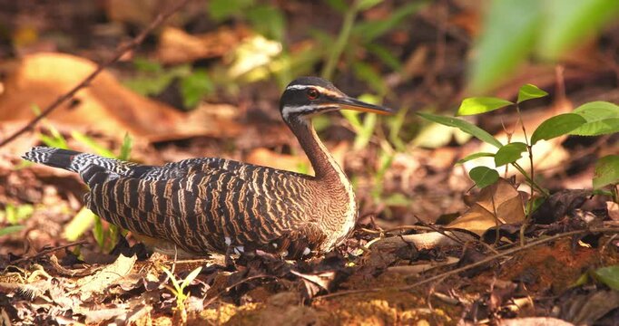 Sunbittern Lying Down on Leaf-Covered Forest Floor