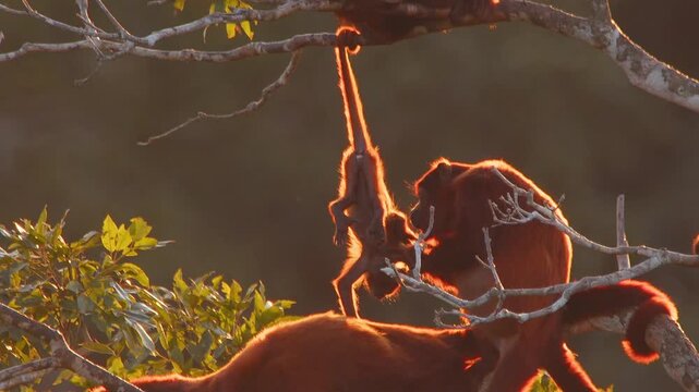 Baby Red Howler Monkey Hanging Upside Down While Adult Grooms in Lush Forest Canopy During Golden Hour