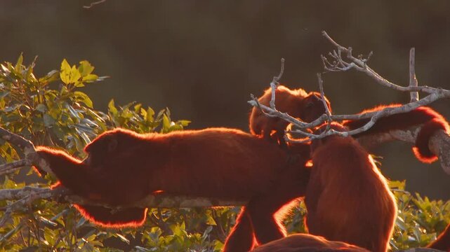 Baby Red Howler Monkey Standing on Relative While Grooming in Lush Forest Canopy During Golden Hour