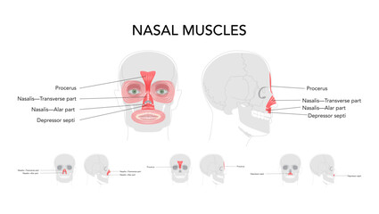 Set of Nasal muscles anatomy diagram, procerus, nasalis transverse part, nasalis alar part, depressor septi labeled, face muscles illustration, medical reference chart, education schematic
