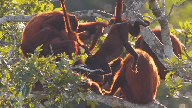 Tilt Up Revealing Older Sibling Pulling Baby Red Howler Monkey&rsquo;s Tail from Branch Next to Mother and Family Troop in Lush Forest Canopy During Golden Hour
