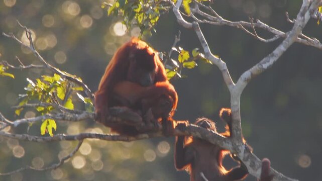 Juvenile Red Howler Monkey Interacting with Baby Sibling Next to Mother in Lush Forest Canopy During Golden Hour
