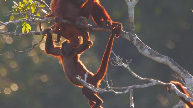 Young Red Howler Monkey Playing with Baby Sibling Beside Mother in Lush Forest Canopy During Golden Hour, tilt up reveal