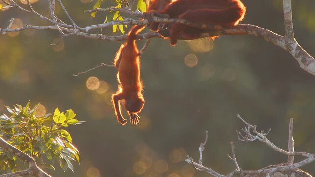 Baby Red Howler Monkey Hanging Upside Down Licking Fingers in Lush Forest Canopy During Golden Hour