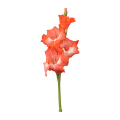 Beautiful orange gladiolus flower stem isolated on transparent background