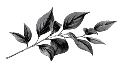 Botanical Elegance: A delicate grayscale botanical illustration, featuring a branch with intricately detailed leaves, captures the serene beauty of nature's design. 