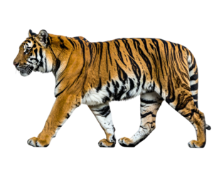 Majestic orange and black striped tiger walks, isolated on black