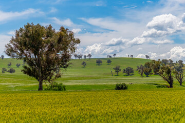 Fields and pastures around the Cowra region in Spring © Merrillie