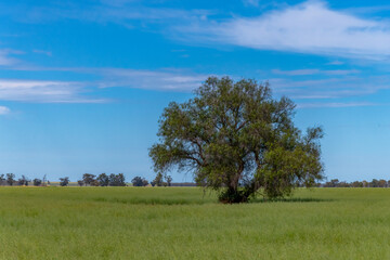 Country Landscape in Spring &ndash; Weddin Shire, NSW