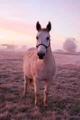 Naklejka premium Frosty horses in the winter Central Oregon Sunrise