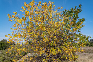 Fototapeta premium Juglans californica, California black walnut, California walnut, Southern California black walnut. Malibu Creek State Park, Santa Monica Mountains National Recreation Area. Los Angeles County