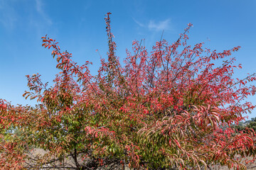 Malibu Creek State Park, Santa Monica Mountains National Recreation Area. Los Angeles County, California
