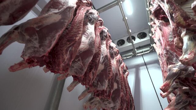 Carcass cow meat hanging in the cooling warehouse of a slaughterhouse