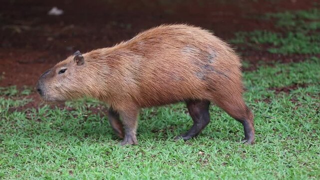South American capybara walking calmly through the grass and grazing.