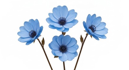 Four blue daisy-like flowers with dark centers on slender stems against white