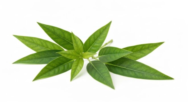 Fresh green plant with many lanceolate leaves, isolated on white