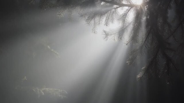 A dark and abstract nature scene features a woman in the forest surrounded by thick blue mist and gray smoke under a bright moon and storm clouds