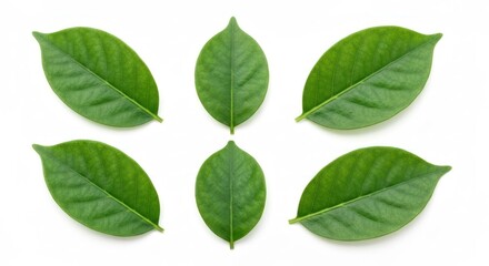 Naklejka premium Six lush green leaves arranged on a clean white background, showcasing natural details