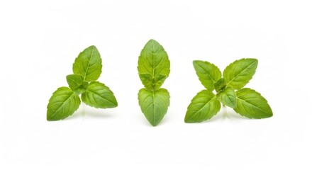 Three sprigs of fresh green mint leaves, isolated on a white background