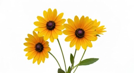 Obraz premium Trio of Black-Eyed Susans with yellow petals & dark centers isolated