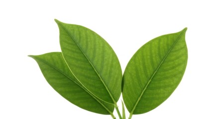 Fototapeta premium Three vibrant green leaves are clustered together against a white background